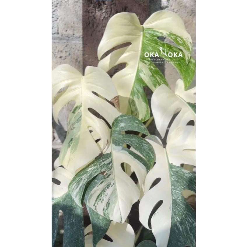 monstera variegata halfmoon