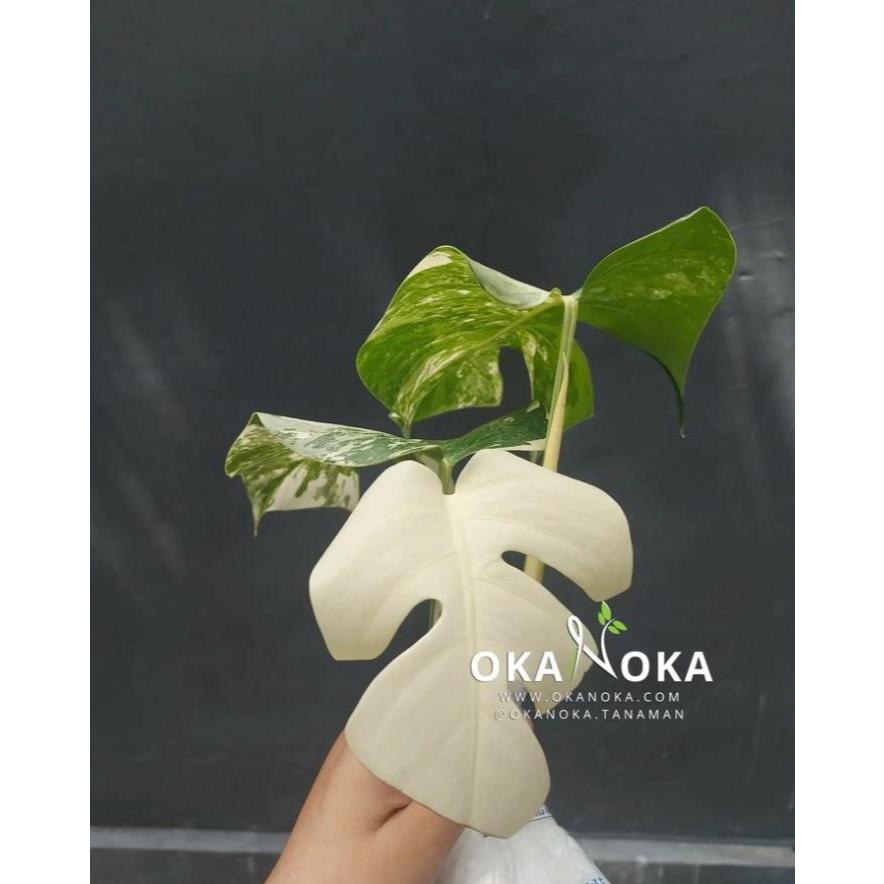 monstera variegata albo pucuk