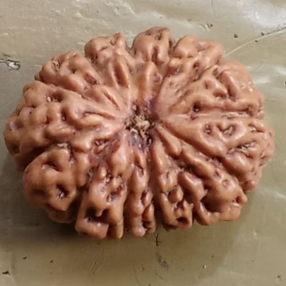 Rudraksha Nepal versi Indonesia mukhi 12 langka