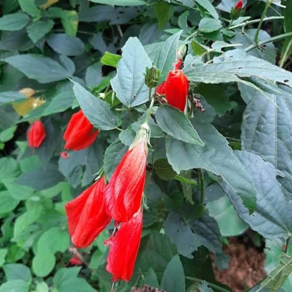 

daun wera fresh seger berkhasiat untuk menurunkan panas 350 gram