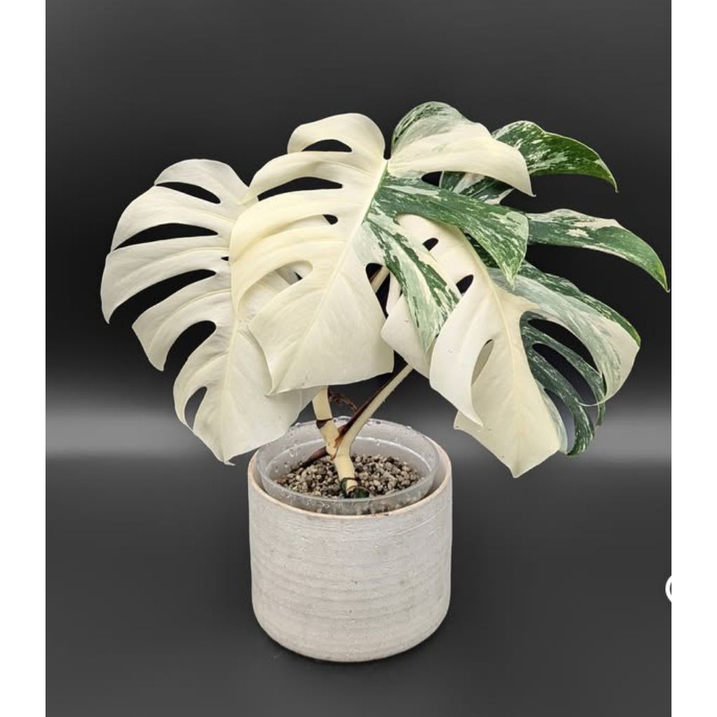 Tanaman Hias  bonggol Monstera  JUNGLE LAND