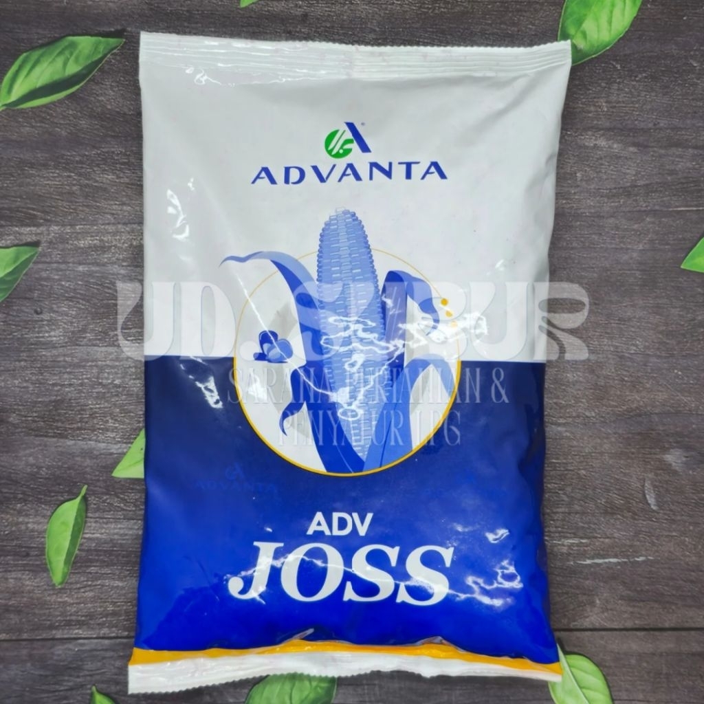 Benih Jagung Hibrida ADVANTA JOSS ADV 313 (Berat bersih: 1 Kg).