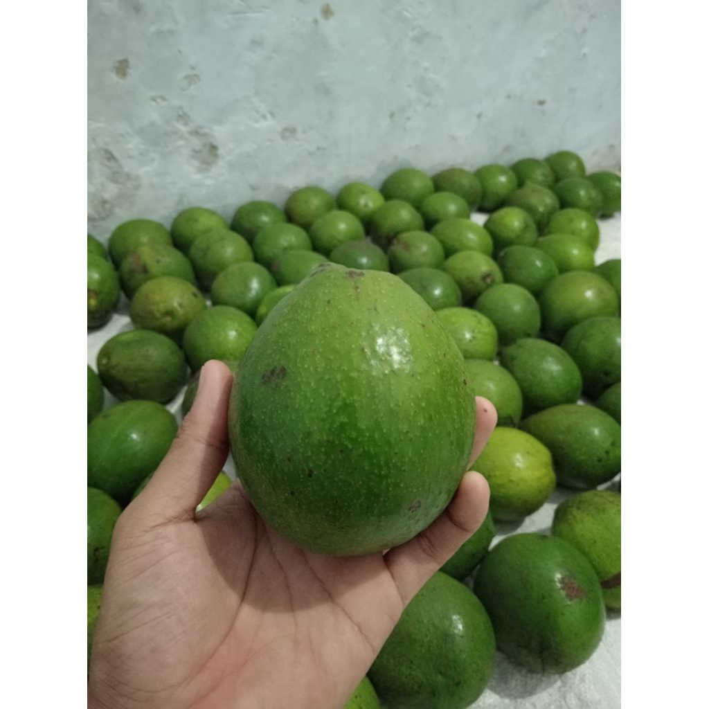 

Alpukat mentega/100% mentega/ fresh/1kg isi 3-4 dominan 4/di kirim mentah