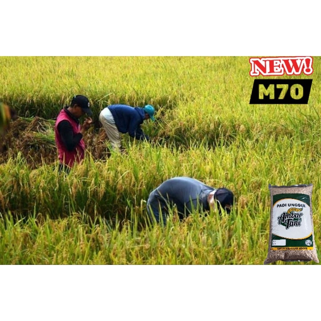 benih padi M70