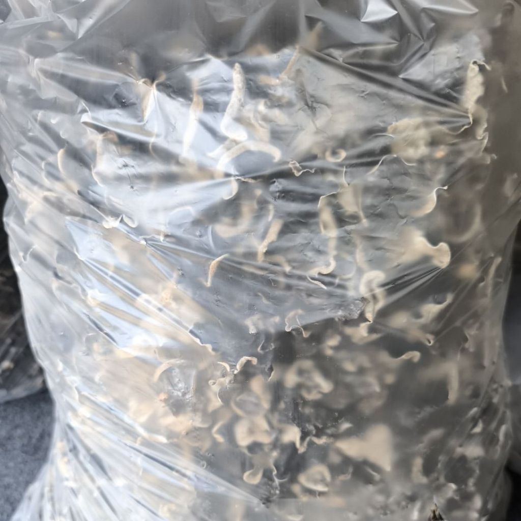 

Jamur kuping kering 1kg curah daun kecil murah gratis ongkir