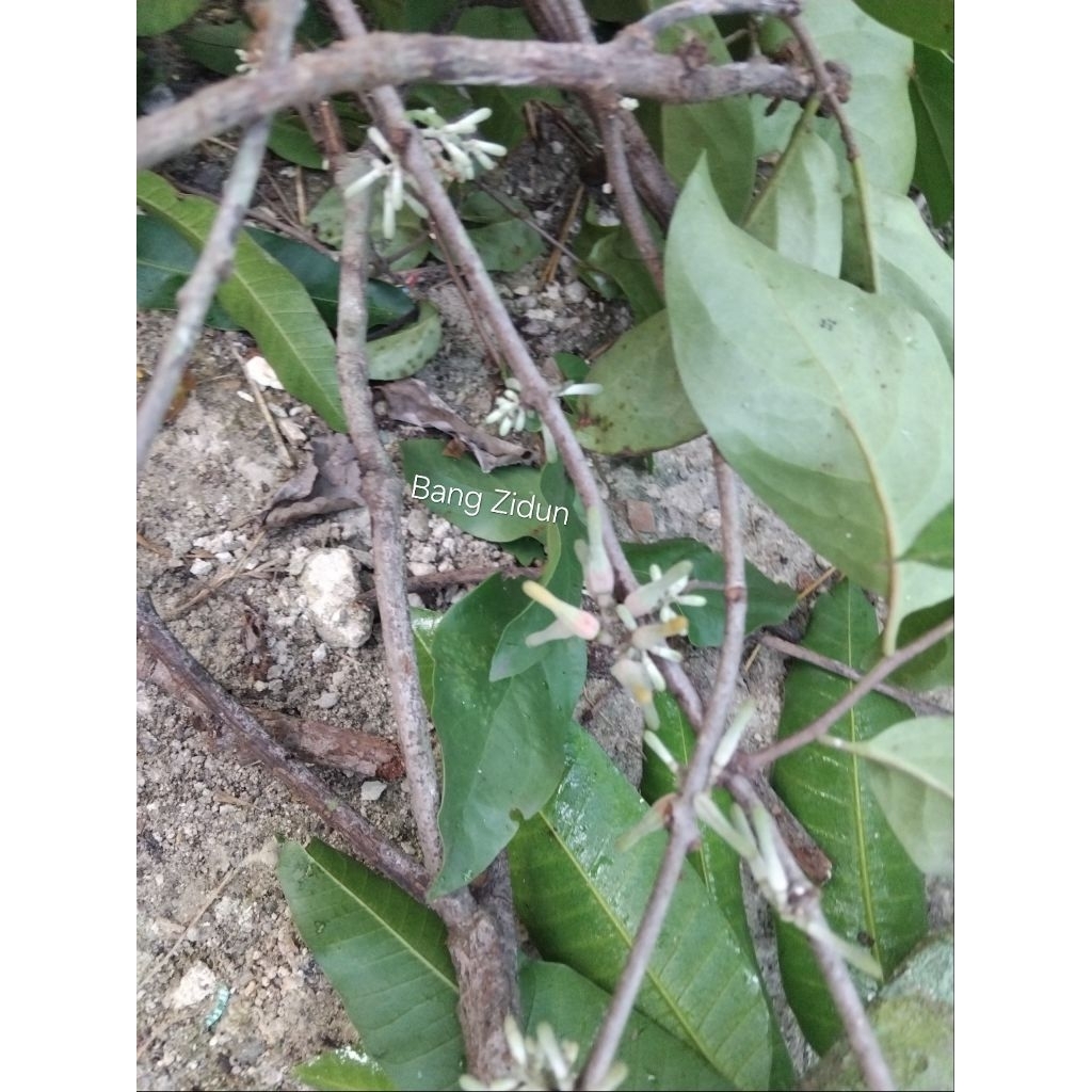 

Mangandeuh benalu fresh petik langsung di pohon 250++gram