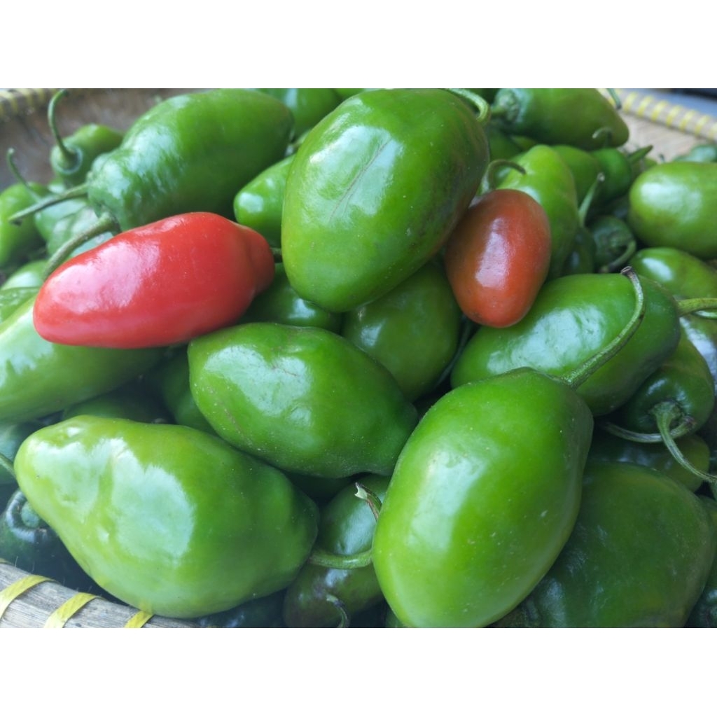 

CABE GENDOT SEGAR 1 KG - SPESIAL BUAH/SAYUR CABE GENDOT