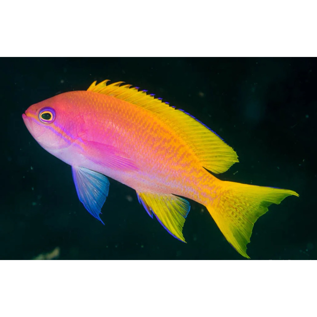 ikan hias laut anthias bimaculata anthias violet rembo bimac