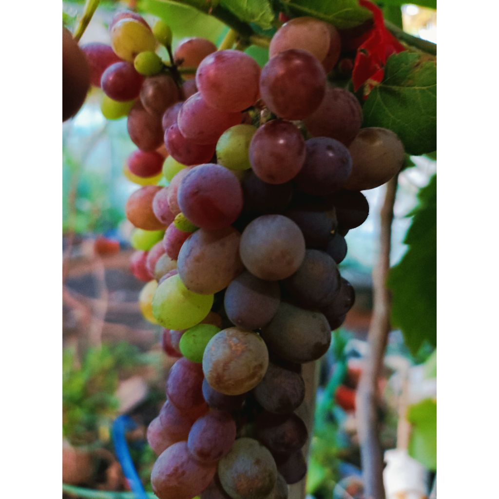 

bibit anggur import valid dan gampang berbuah