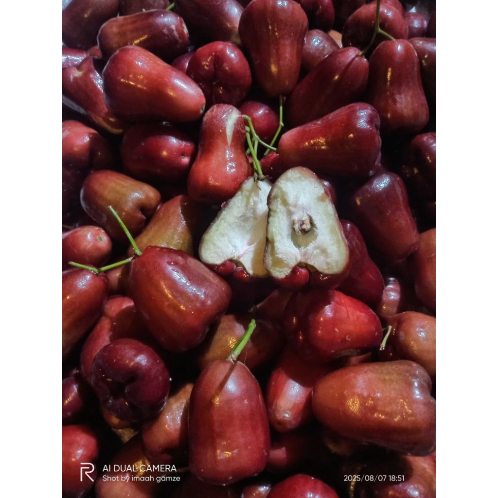 

KELAMPOK/ JAMBU KUNO