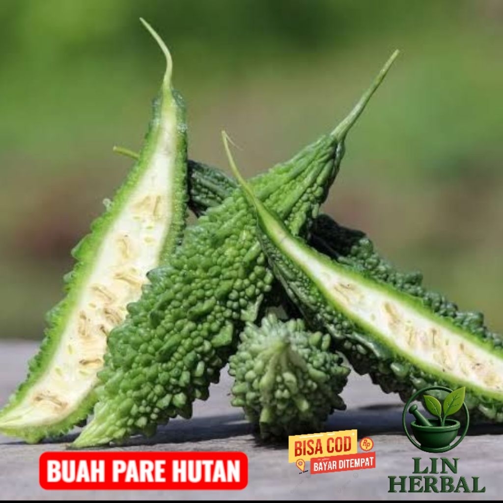 

buah pare hutan pare alas perbungkus