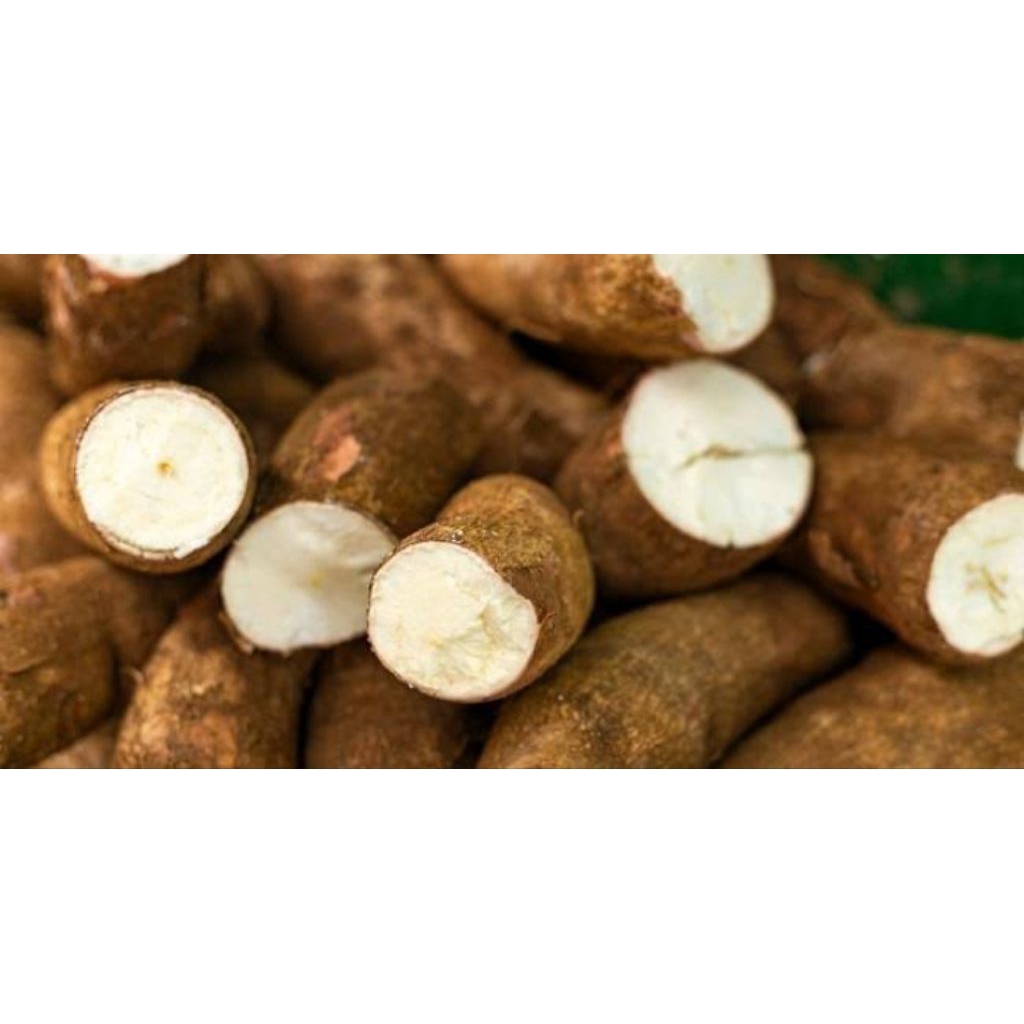 

singkong per 1batang