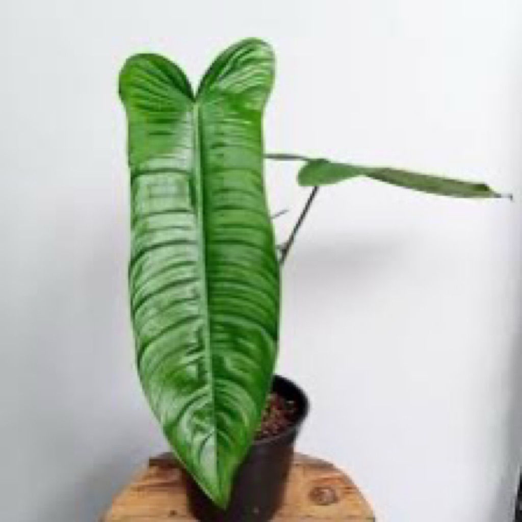 Tanaman Hias Philodendron Sharoniae / Philo Sharoniae Narrow Form