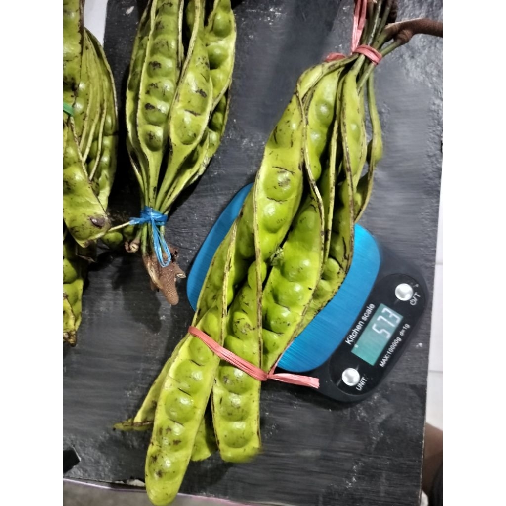 

PETE LONJOR SEGAR 500 GR LEBIH