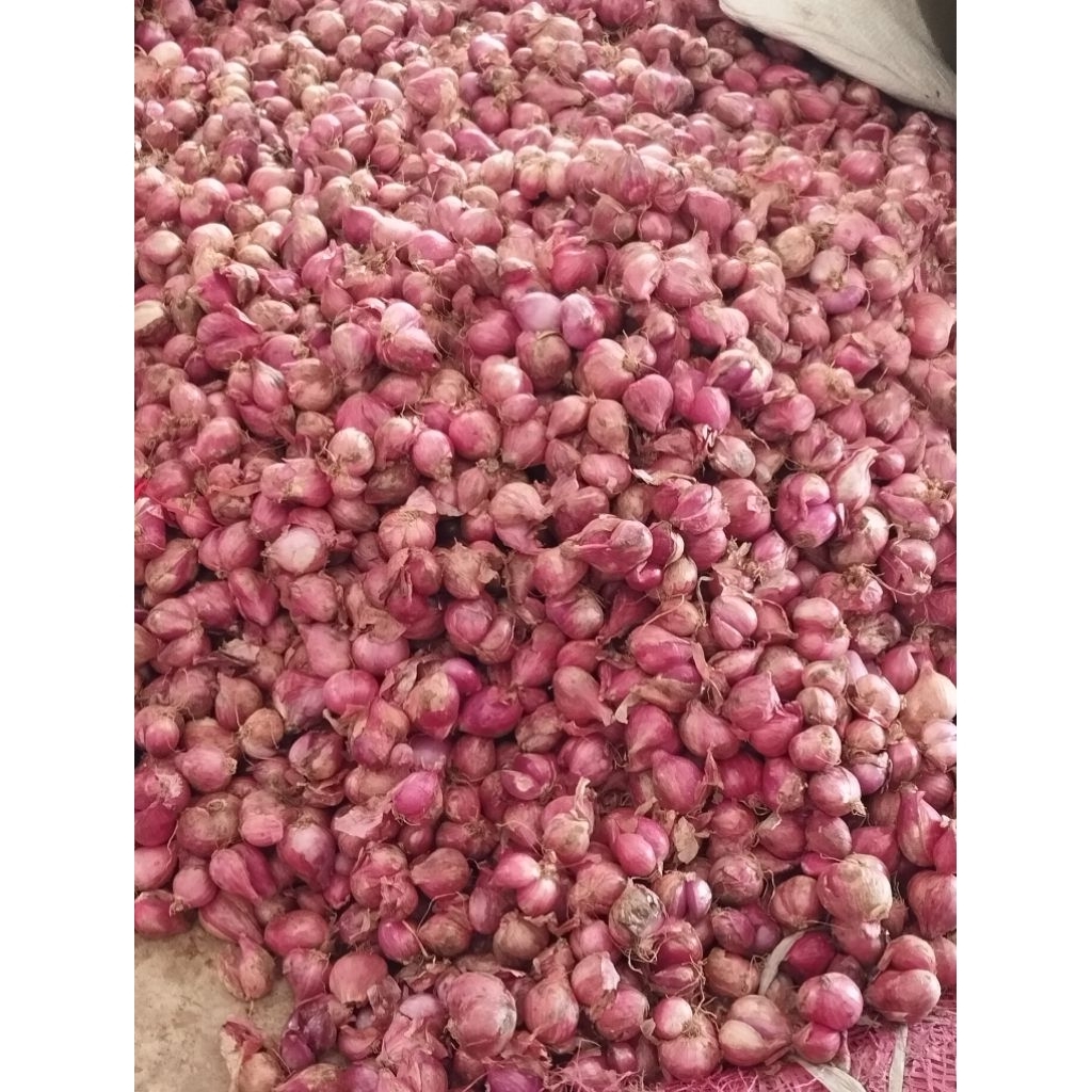 

Bawang Merah Nganjuk(1kg) ukuran tanggung