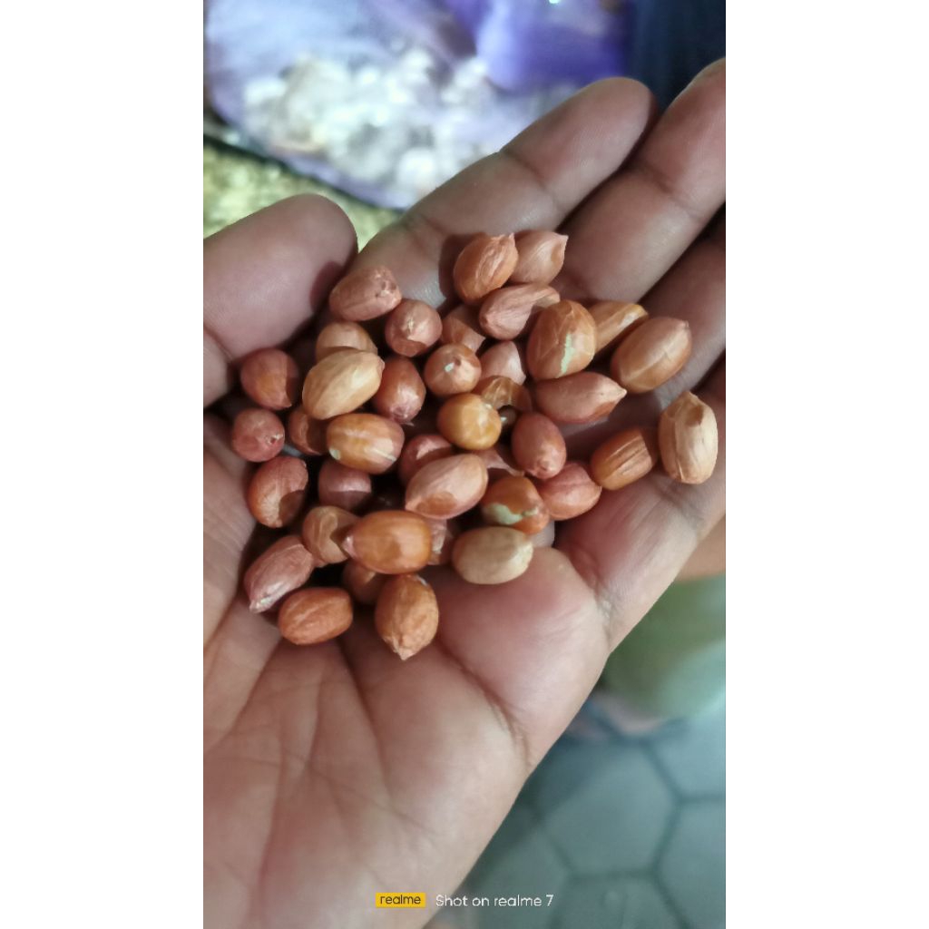

kacang oce merah gurih renyah