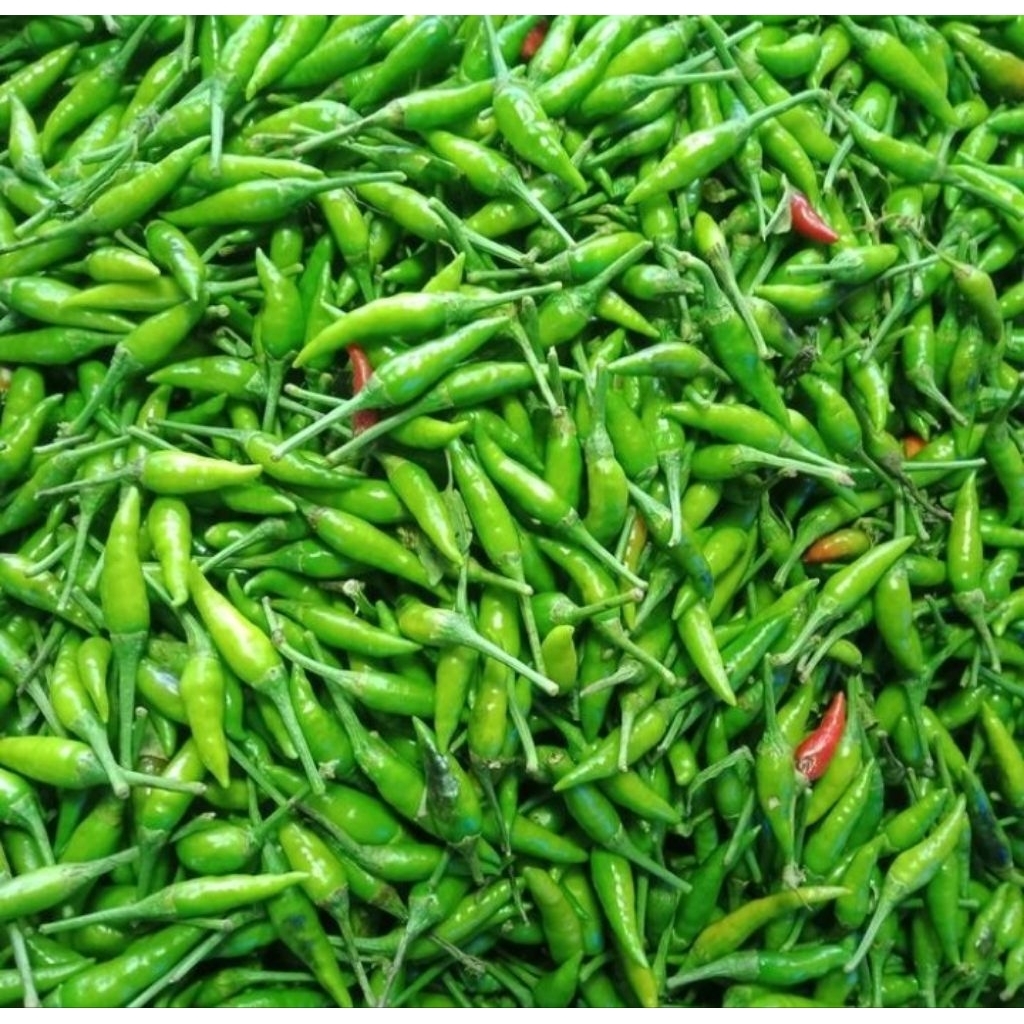 

cabe rawit 500 gr dan 250 gr pilihan