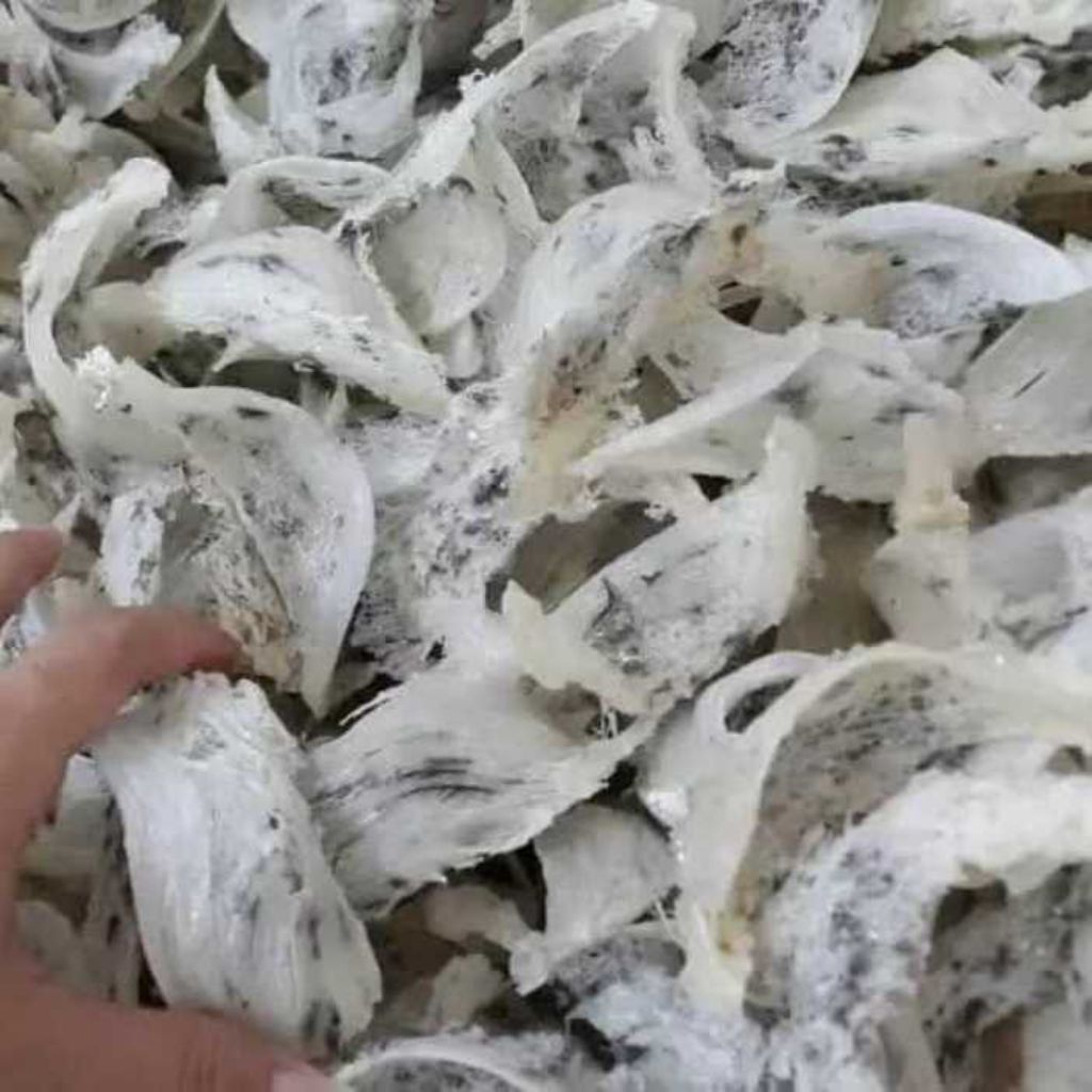 

Sarang Burung Walet Kotor 1 kg Asli di petik langsung