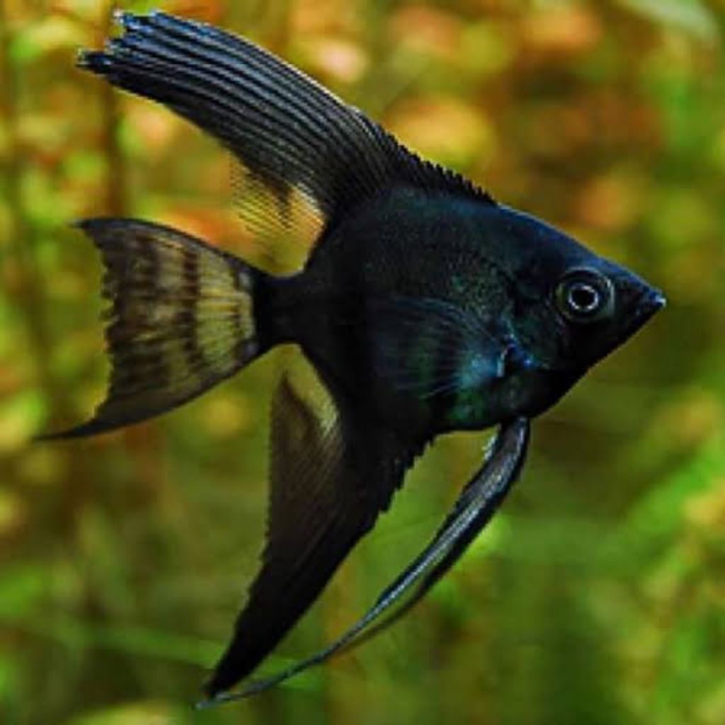 Manfish black angel ikan aquascape