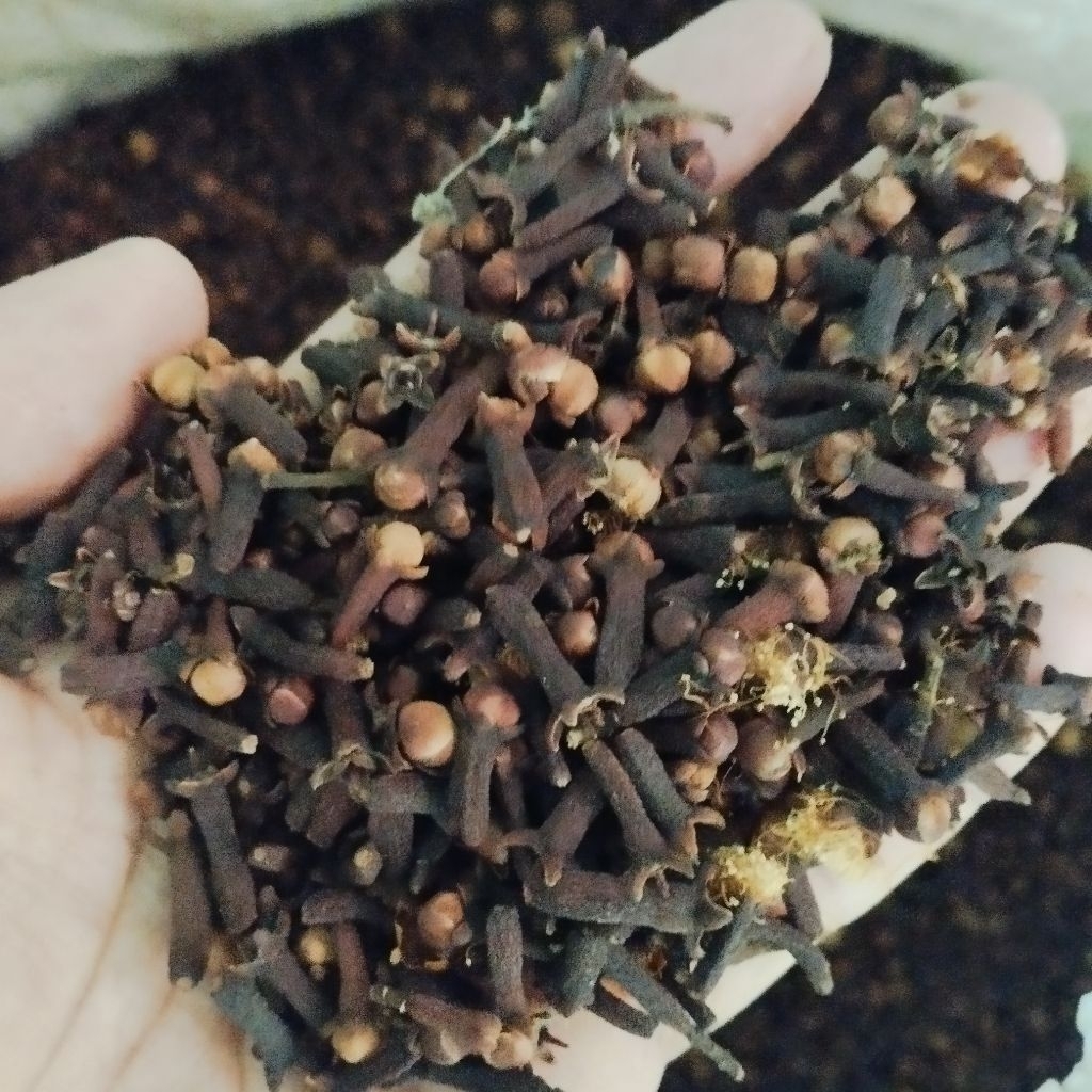 

Cengkeh kering wangi asli gunung lereng muria