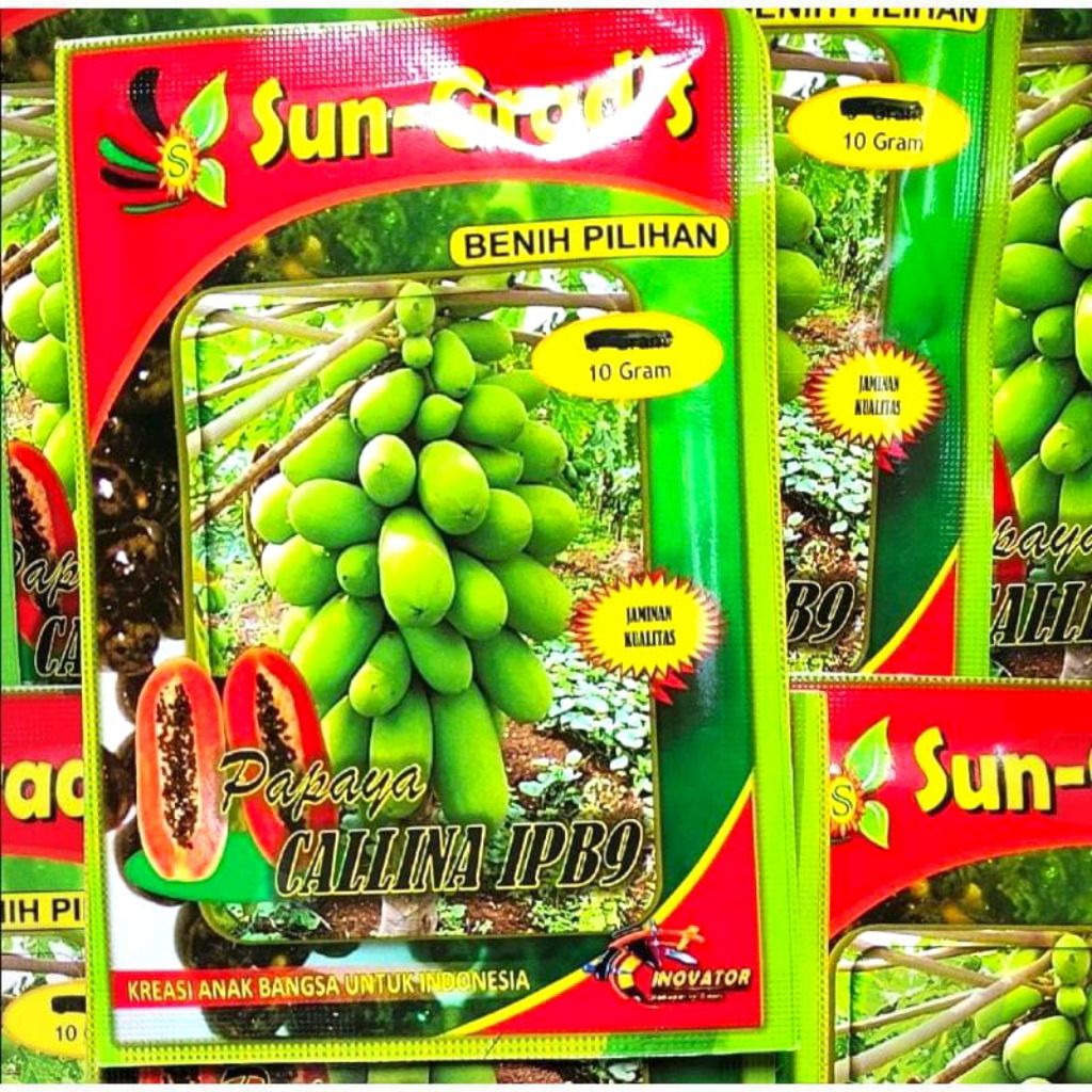 Benih Pepaya Calina IPB9 10Gram Bibit Pepaya Calina