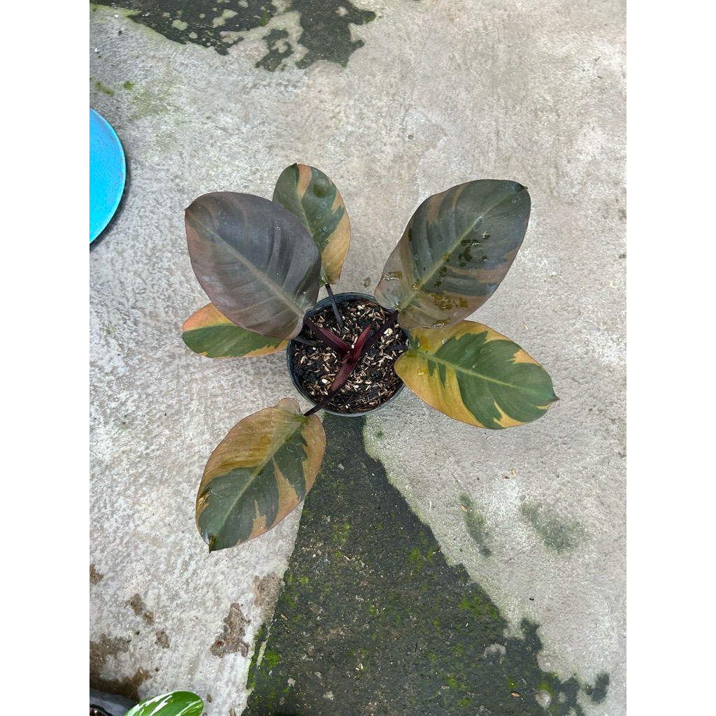 Philodendron Black Cardinal Variegata Besar
