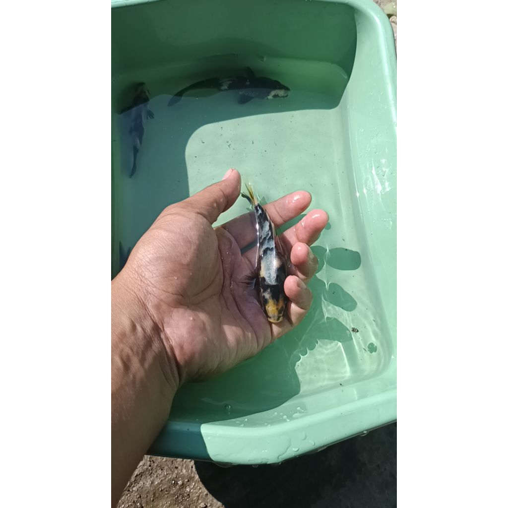 

paket keeping 2 ekor 10/8 cm