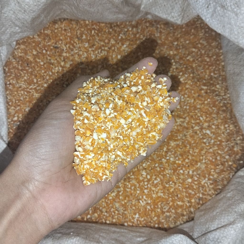 Jagung Menir