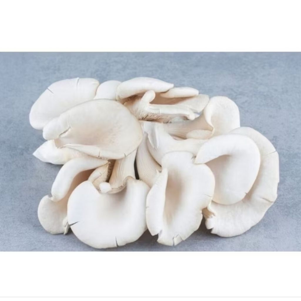 

jamur tiram / jamur putih