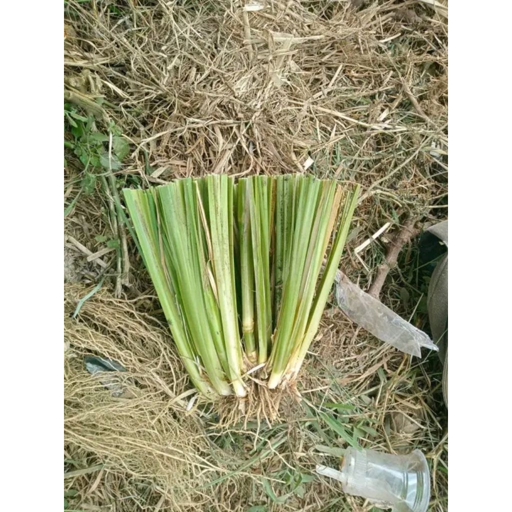 Bibit Akar Wangi