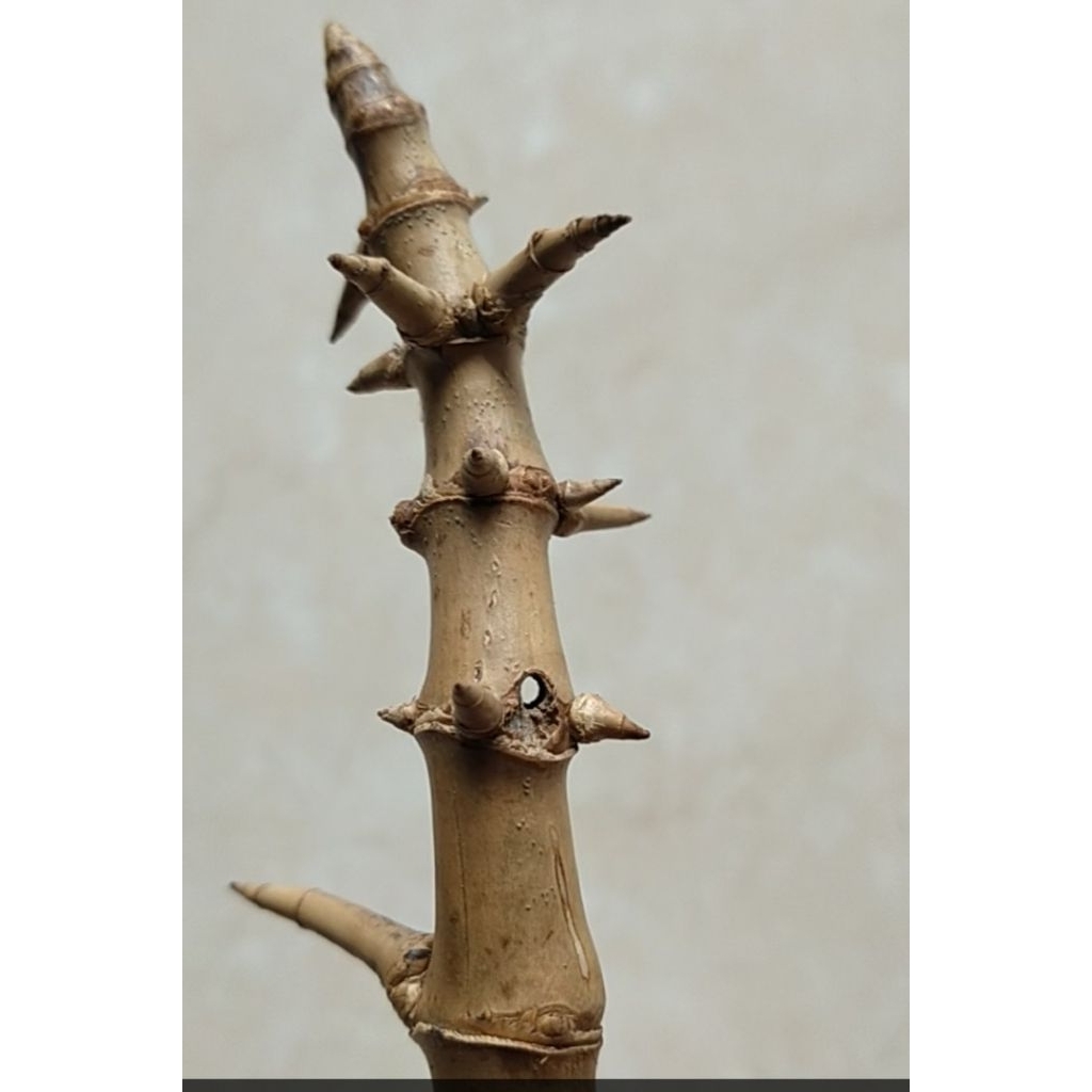 BAMBU UNIK COMBONG TEMBUS DOBEL BUNTET CARANG MANTEN CARANG SEWU ( 7 CM) ORI