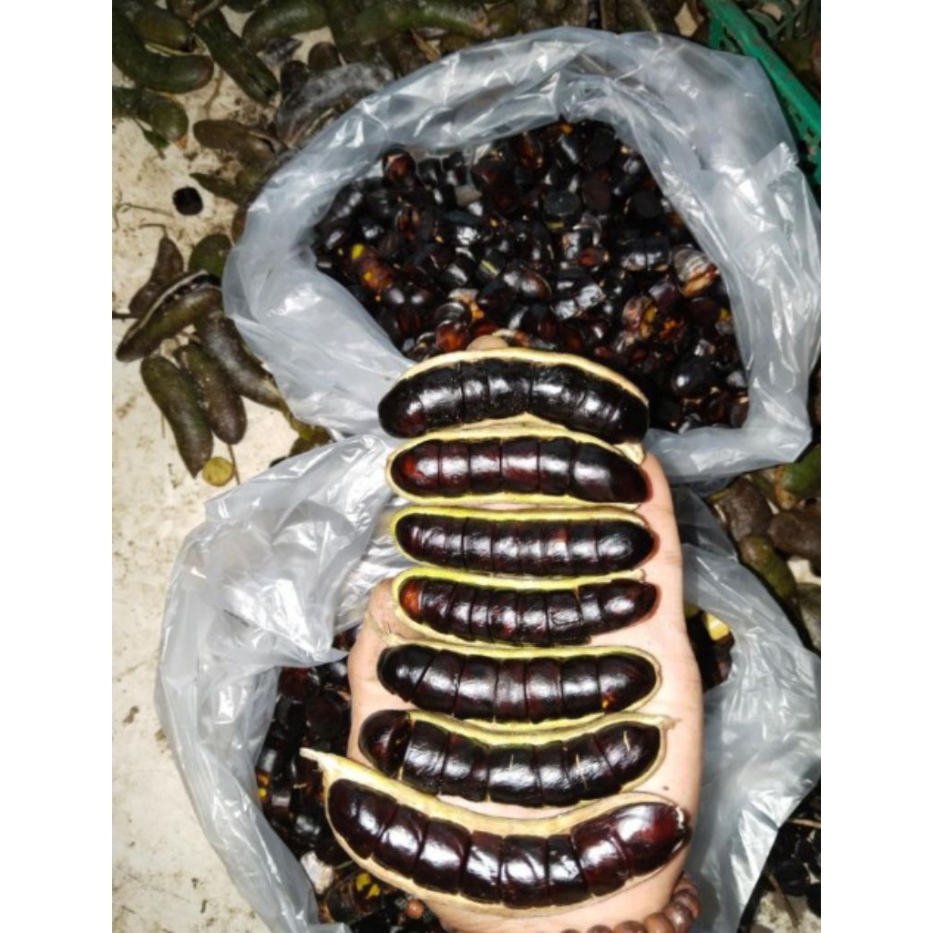 

PROMO Jaling Kabau , Jolang Jaling , Kuwau Sumatra 250Gram