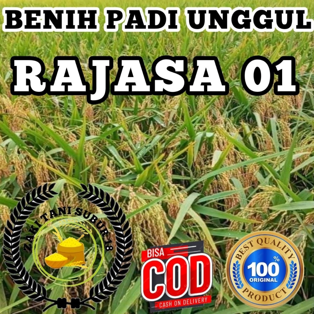 BENIH BIBIT PADI RAJASA-01 SUPER ORIGINAL BERKUALITAS TERBAIK KEMASAN (1KG)