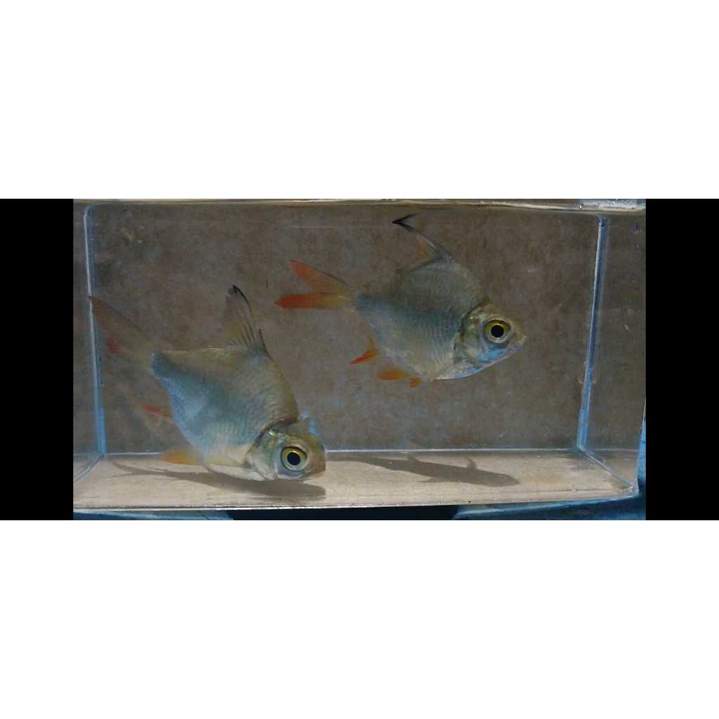 Kaviat Hijau Short Body (SB) Berpunuk. Termurah dikelasnya. 8-9cm