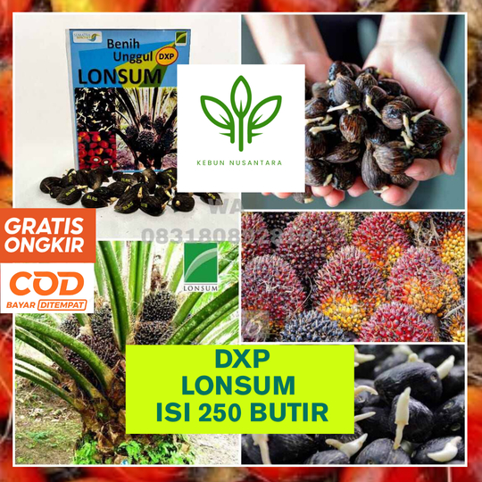 BIBIT SAWIT DXP LONSUM BERKUALITAS UNGGUL BERSERTIFIKAT