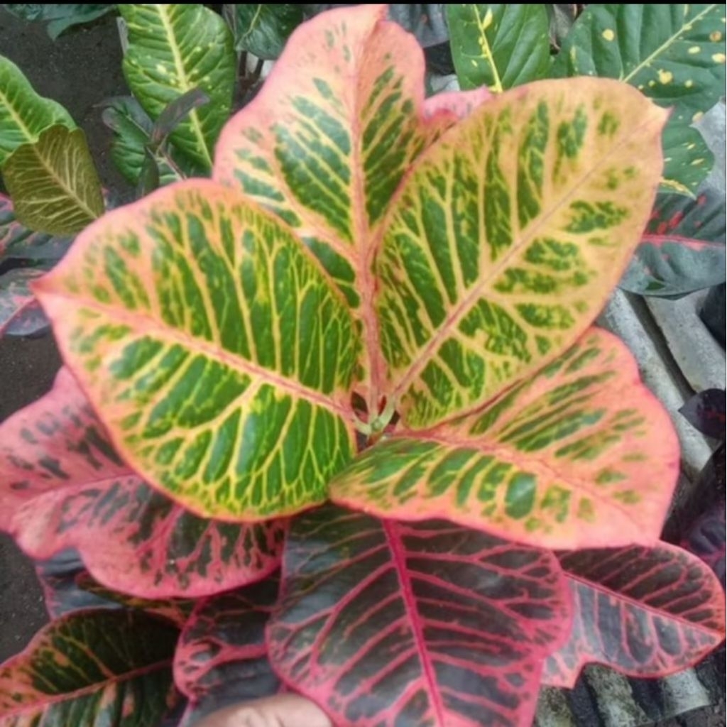 Tanaman hias puring worten/pohon puring