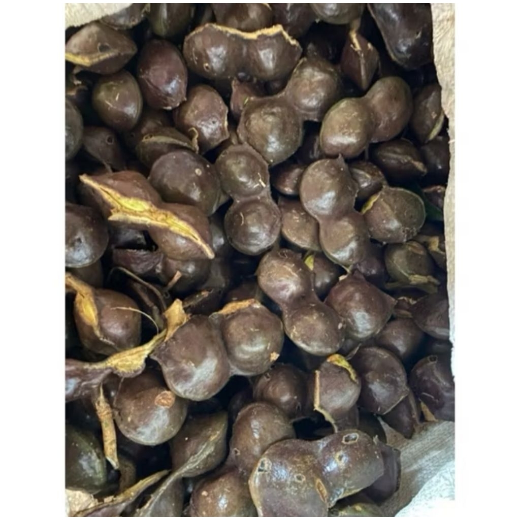 

jengkol lalab / jengkol muda