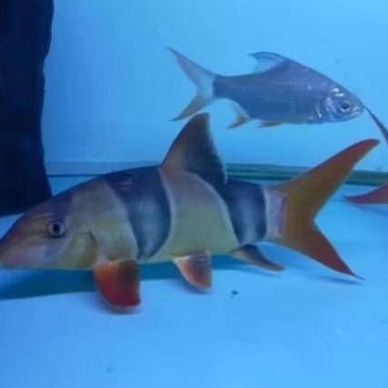 Bibit ikan botia badut seht berkwalitas