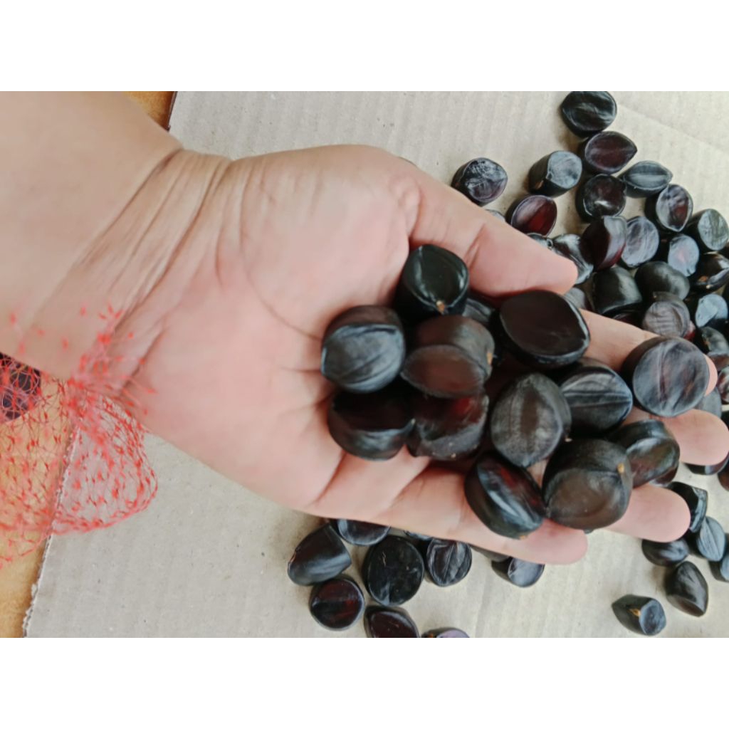 

jaling kabau asli khas sumatra