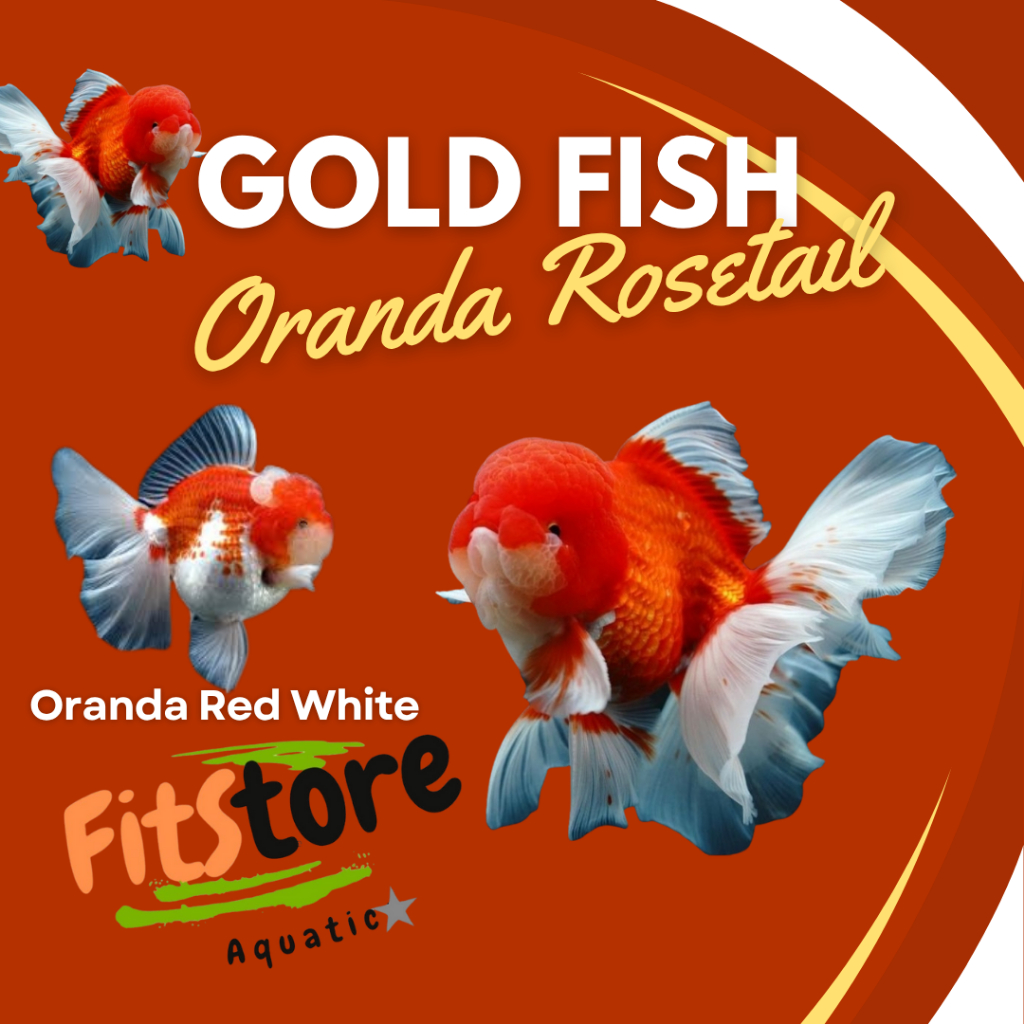 Ikan Koki Oranda  RW jumbo