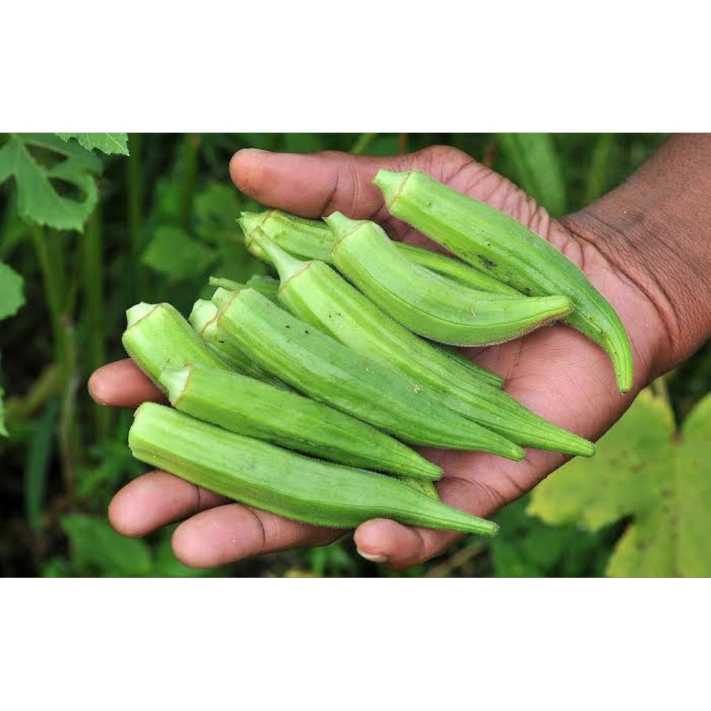 

Okra hijau fresh 1 pack Soserba Magelang
