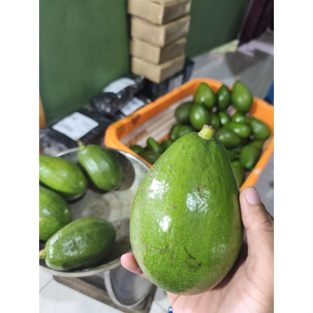 

Alpukat mentega fresh 1kg /petik dari petani 100%