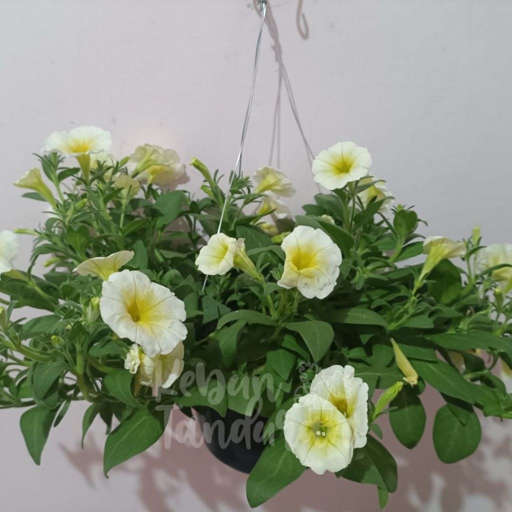 Bibit Tanaman Hias Gantung Petunia Tanaman Gantung Bunga Petunia