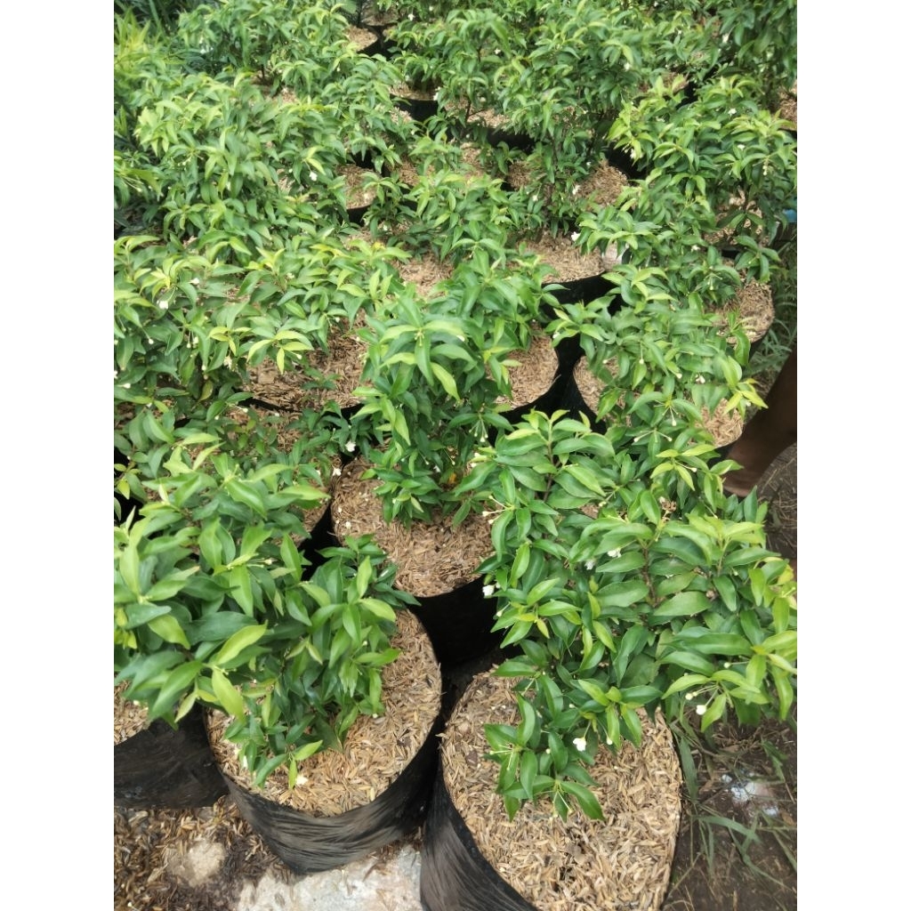 PROMO"Bonsai Rombusa mini"