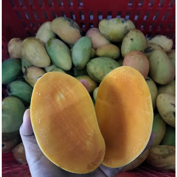 

Mangga podang ketuaan bisa request 1kg isi 4-5-6
