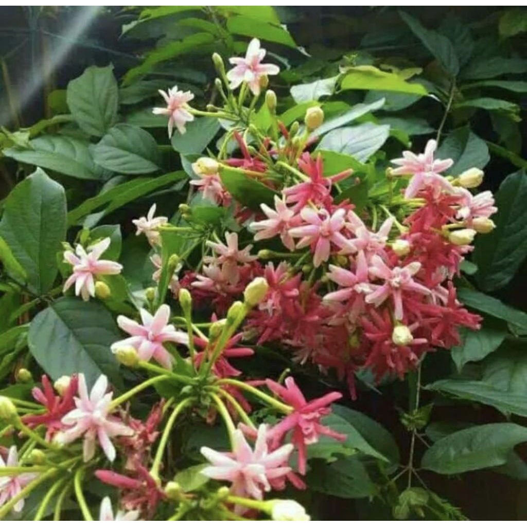 Pohon Belanda Tanaman Rambat Pohon Bunga Melati Belanda