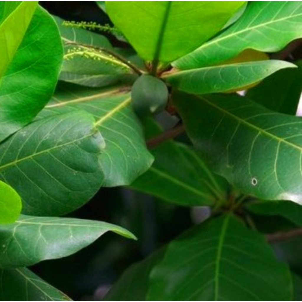 

Daun ketapang segar 50 lembar