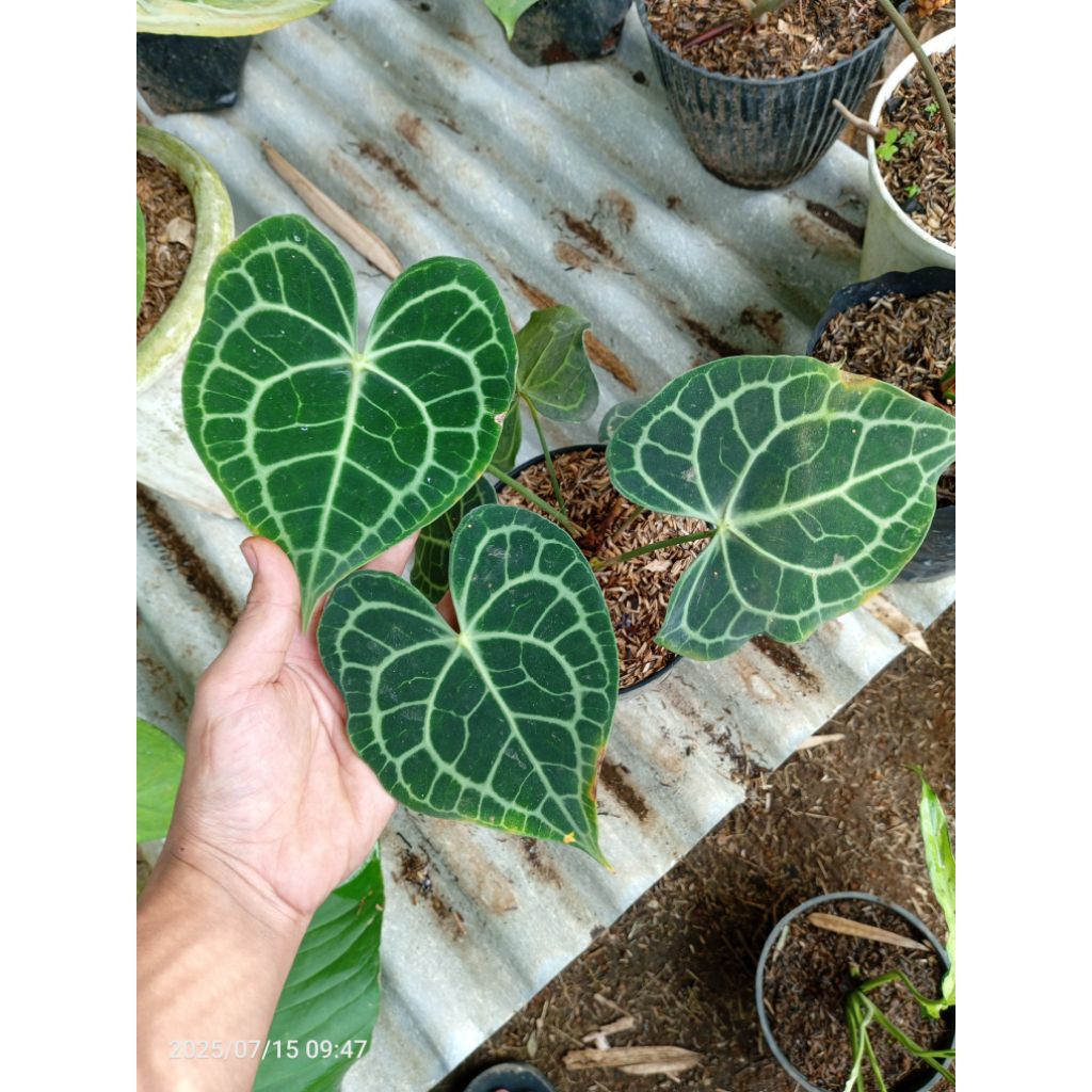 anthurium clarinervium