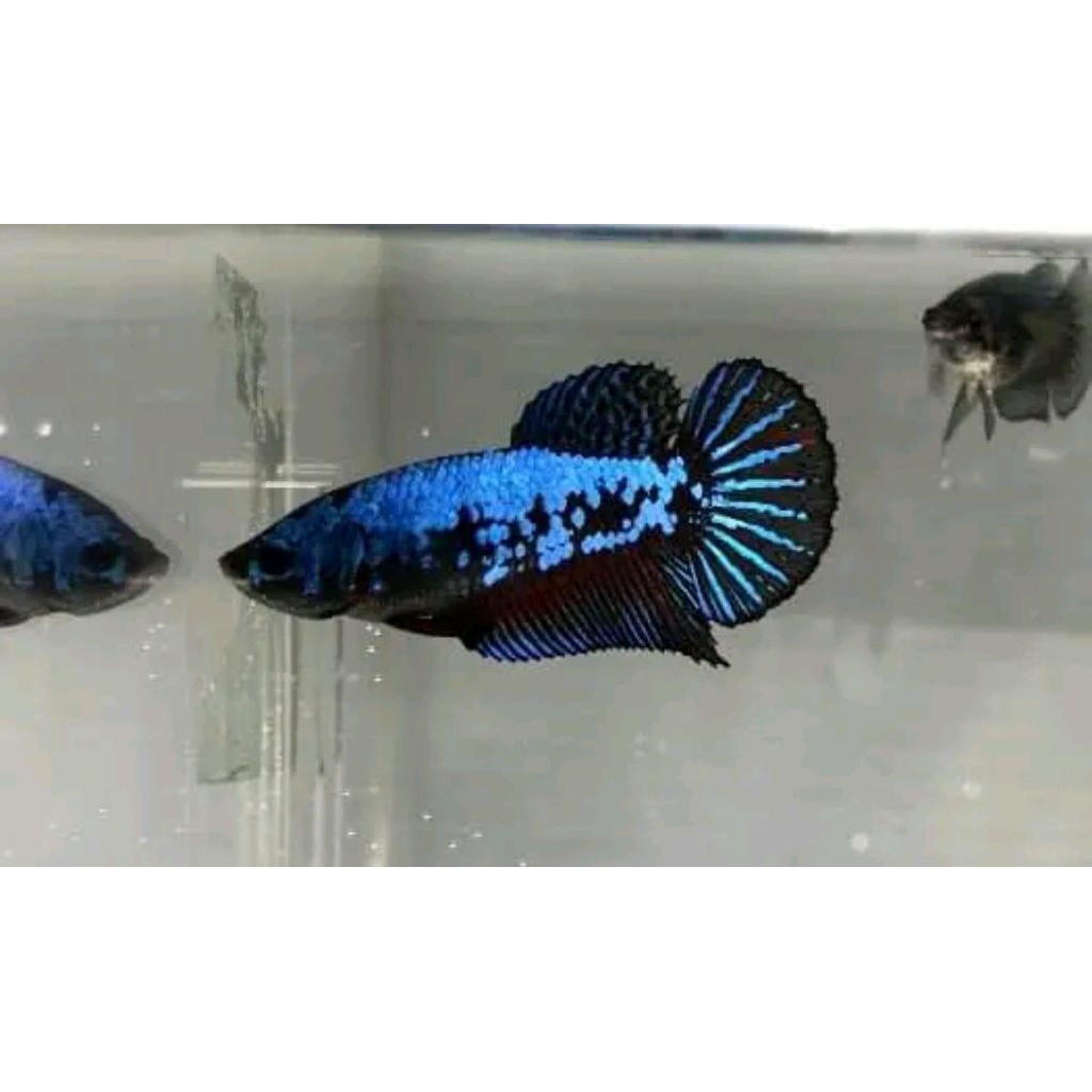 HMPK Betina Full Telur