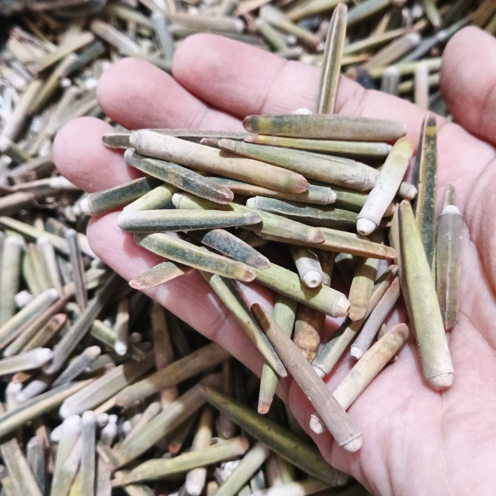 100 gr kerang bambu hijau - cangkang kerang bambu - cangkang kerang hias - cangkang kerang kerajinan